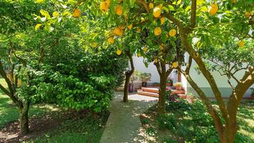 Un vialetto immerso nel verde, costeggiato da alberi di limoni.