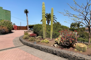 Un jardí amb diversos cactus i plantes de flors, un camí pavimentat i una paret de pedra.