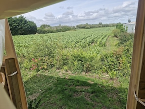 Blick durch ein Fenster auf ein Feld mit Feldfrüchten und ein Gebäude in der Ferne.