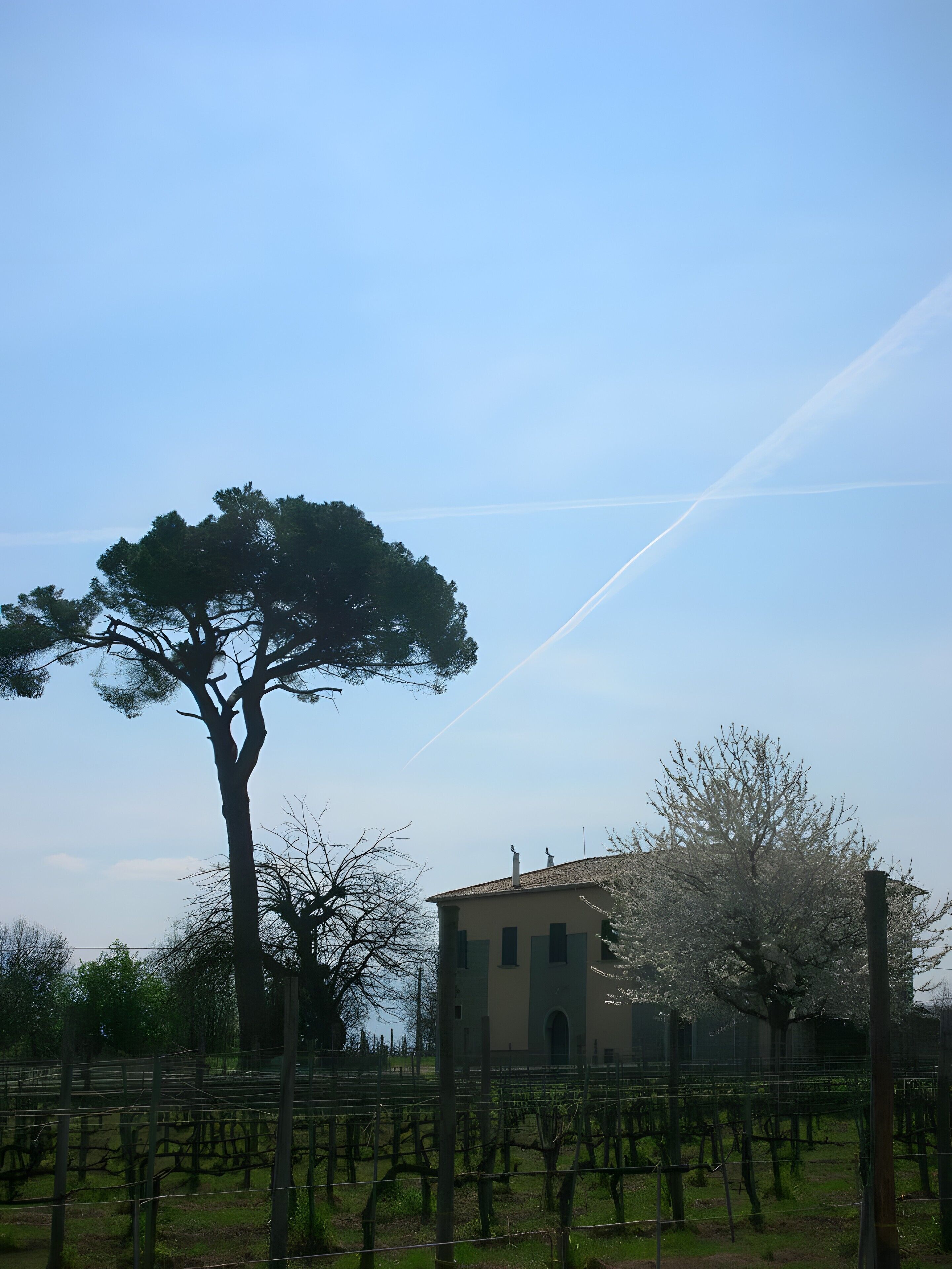 Un vignoble avec des rangées de vignes, un grand arbre et un bâtiment doté d’un toit en tuiles.