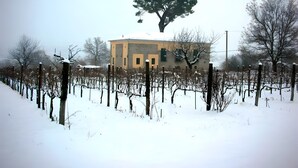 Un bâtiment devant lequel se trouve un grand arbre, le tout étant entouré d’un vignoble.
