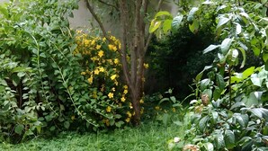A garden with various plants and trees, including a tree with yellow flowers. - Holiday Home 'La Grange De Mediovilla' with Terrace, Private Garden & Wi-Fi (Wingersheim les Quatre Bans)