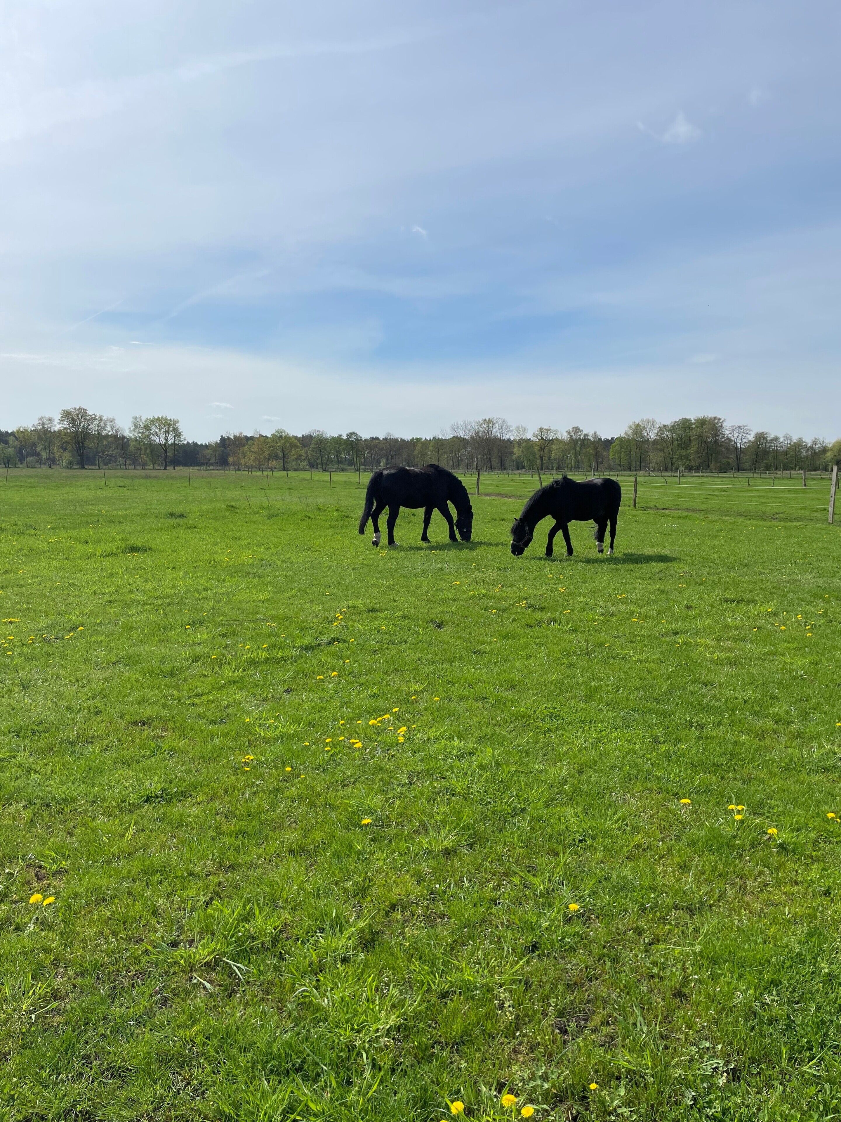 A wide-open grassy field with two horses grazing.