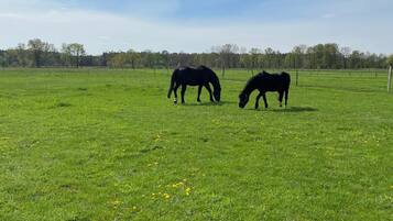 A wide-open grassy field with two horses grazing.