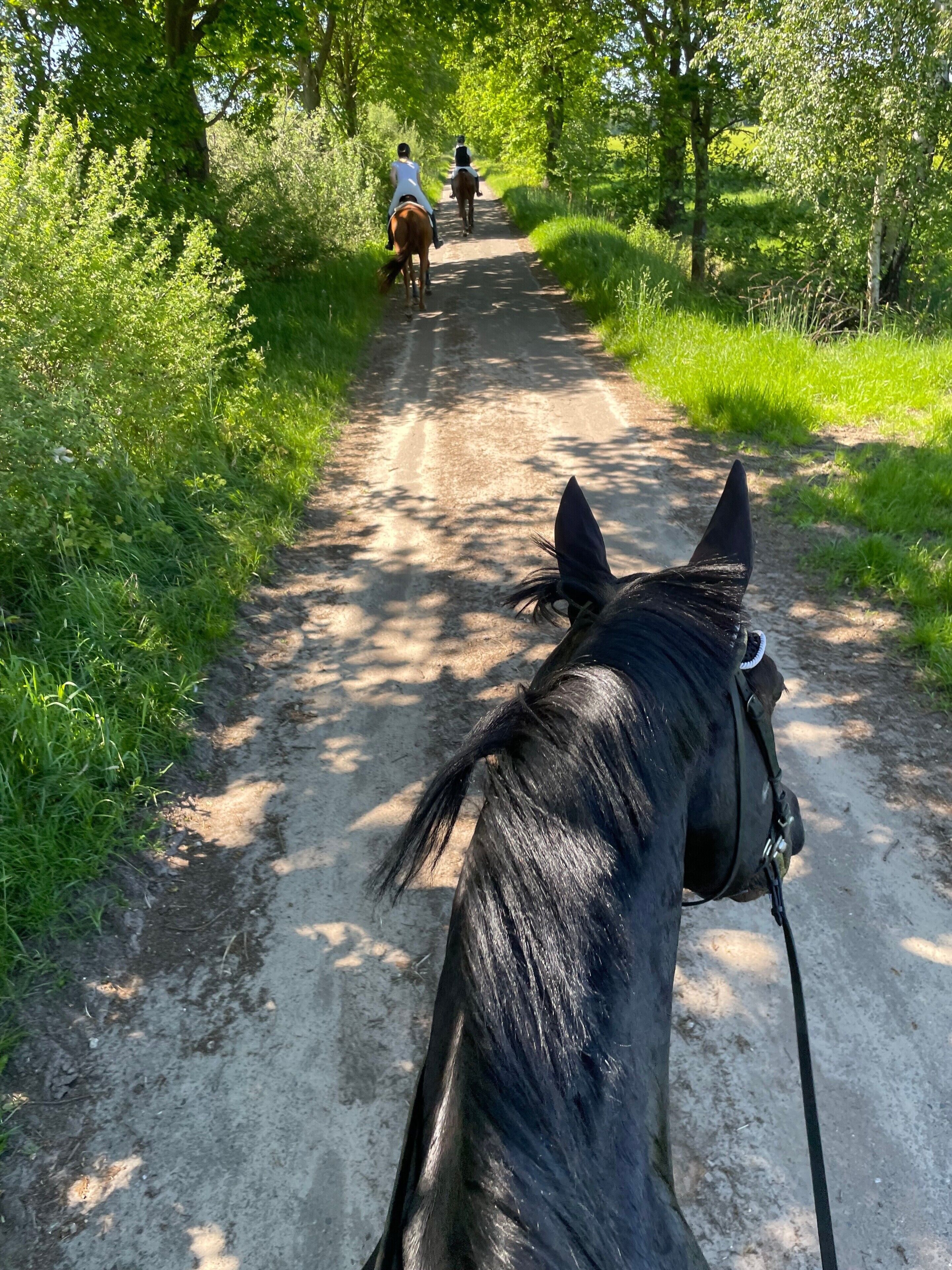 A dirt path with trees on either side, leading to a group of people riding horses.