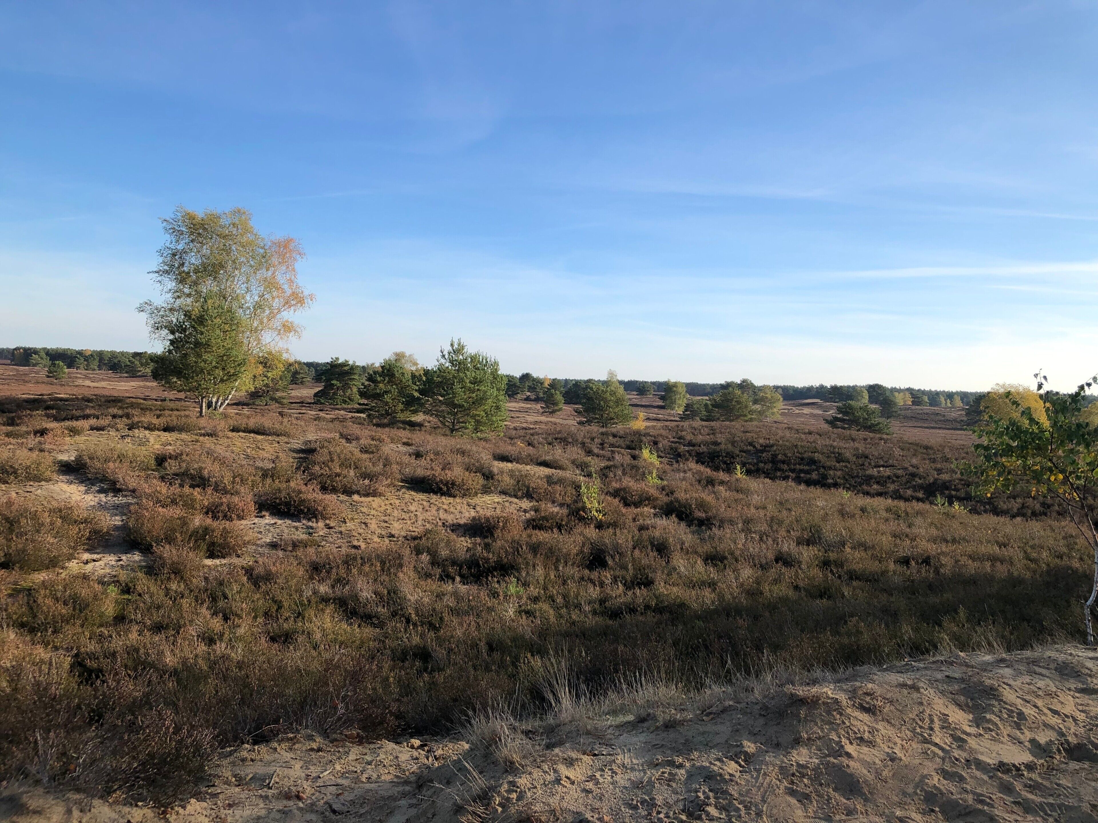 A natural landscape with sparse vegetation and a clear sky.