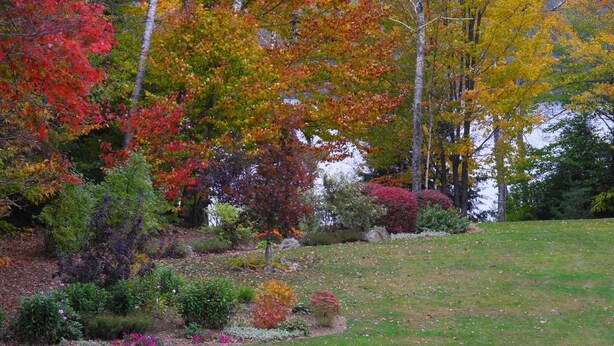 Um jardim com diversas árvores e arbustos, um gramado e um pequeno jardim de pedras.