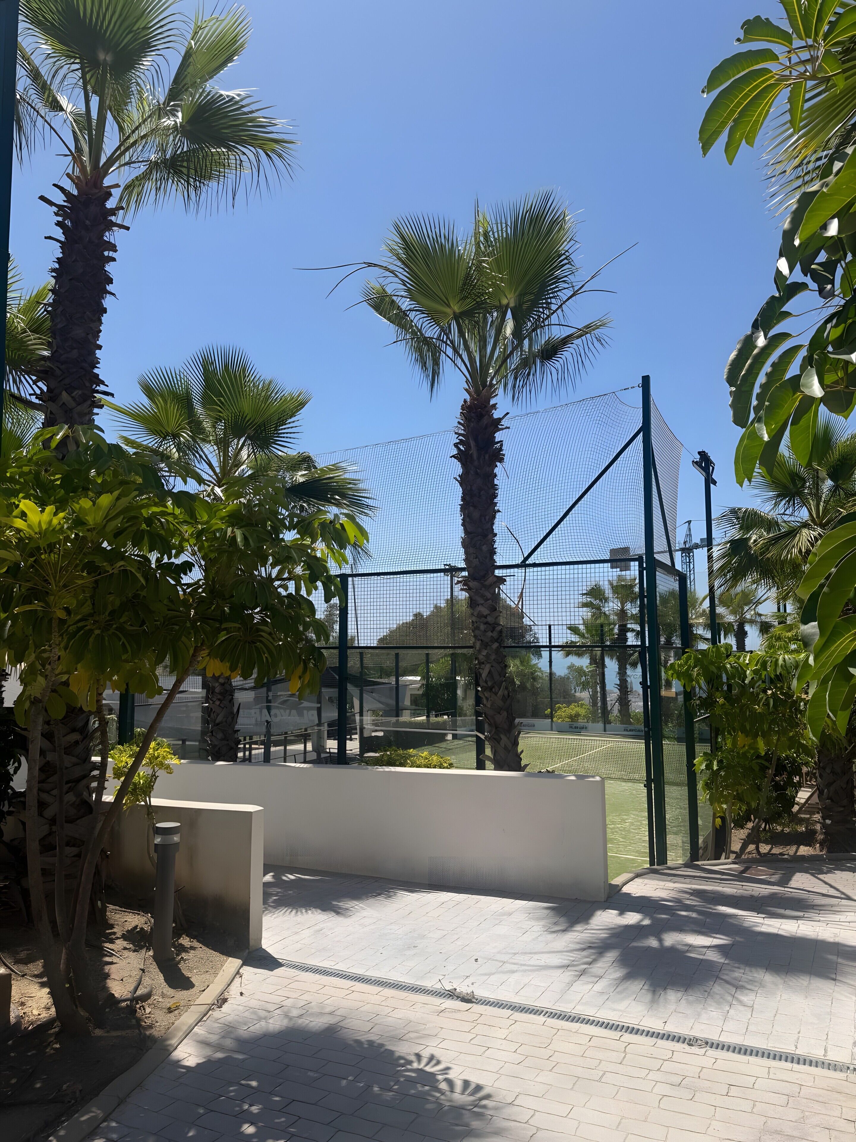 A tennis court with a net, surrounded by palm trees and a fence.