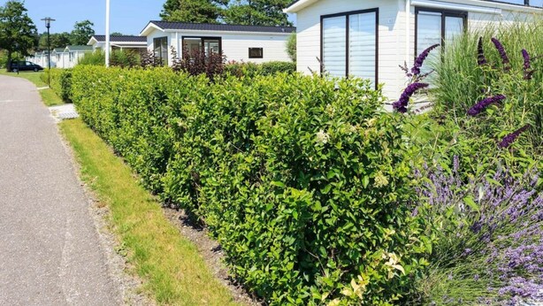 En rad med husvagnar med en välskött häck och blommande växter.
