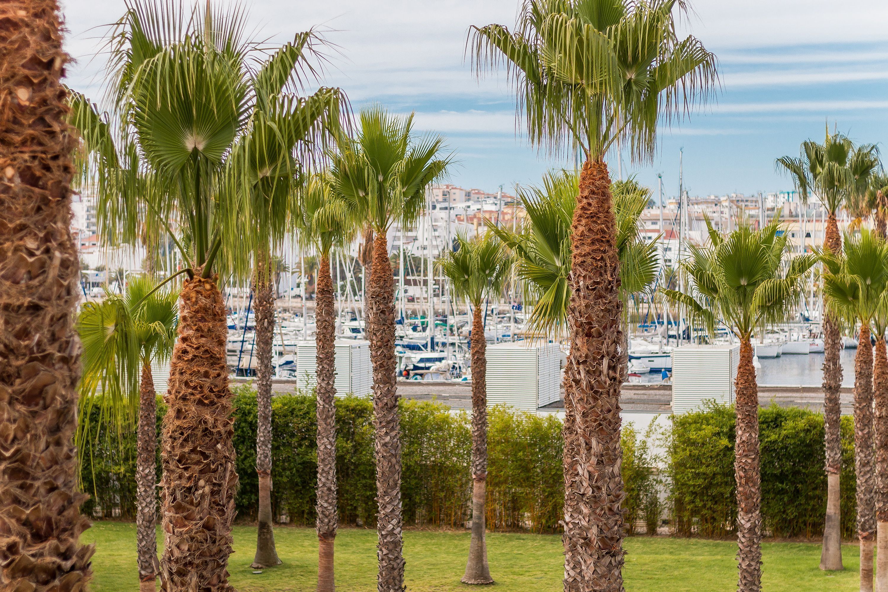 Un puerto deportivo con palmeras y barcos.