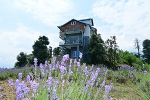 Um edifício com várias andares e varandas, rodeado por um campo de flores roxas.
