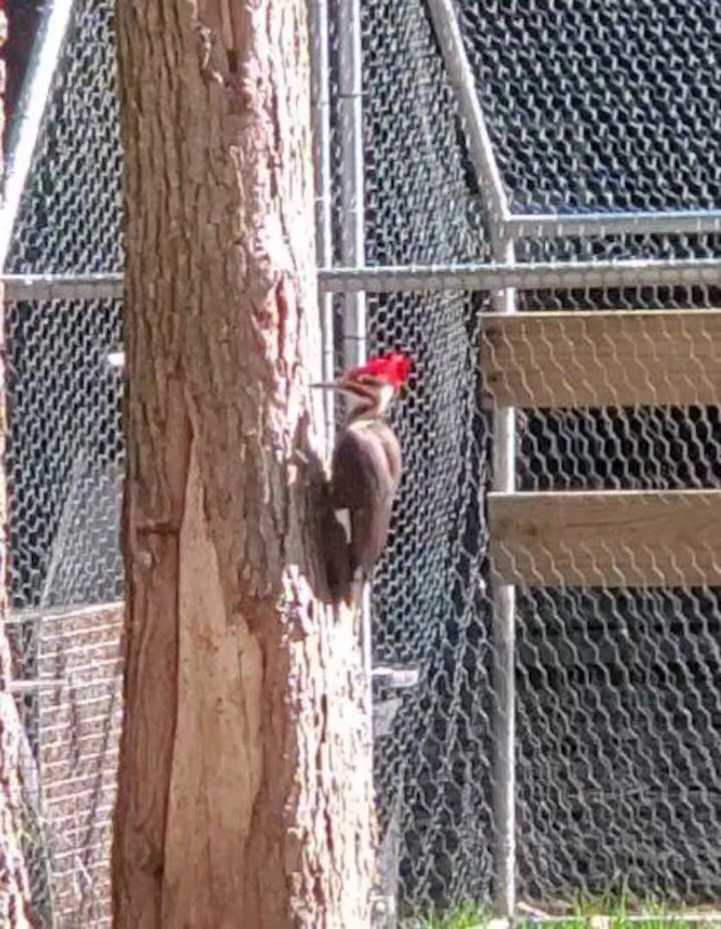 A tree trunk with a bird perched on it, surrounded by a chain-link fence.