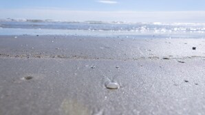 A beach with sand, small shells, and a calm sea. - 218 Harbor View Studio for Two Pool & Beach (Galveston)