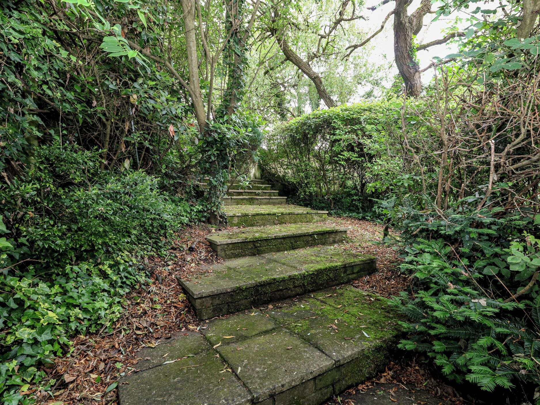 A set of stone steps surrounded by dense foliage.