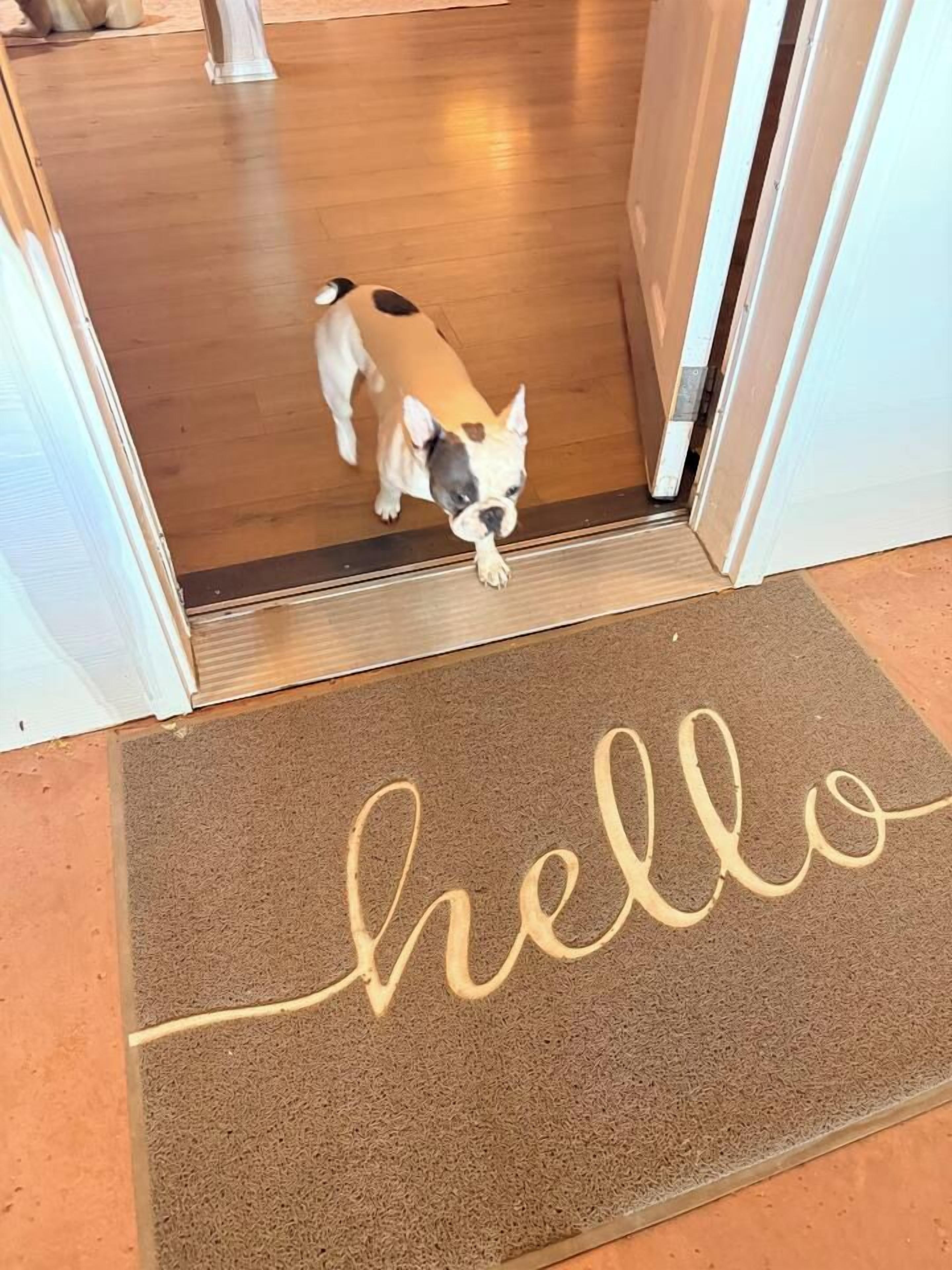 A dog entering a room through a door with a 'hello' mat on the floor.