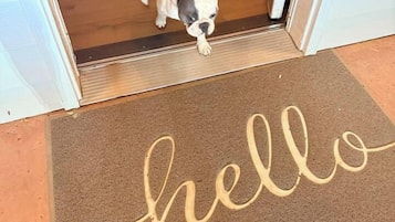 Um cão entrando numa sala através de uma porta, com um tapete decorado com a palavra 'hello' no chão.