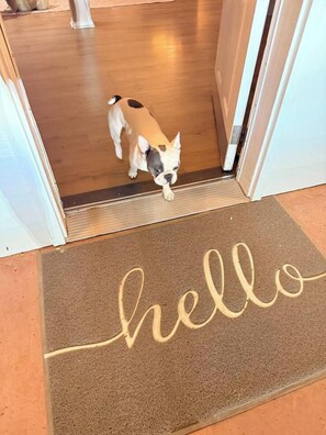 A dog entering a room through a door with a 'hello' mat on the floor.