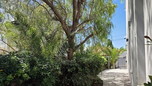 Un sentiero sterrato che conduce a un edificio, con un grande albero e fitta vegetazione su un lato.