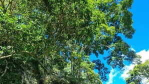 A lush garden with a large tree, a small building, and a stone bench. - Villa Casa Blanca (Teresópolis)