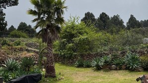 Ein Garten mit einer Palme, zwei Stühlen und einem Tisch.