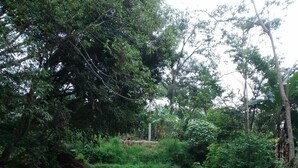 Exterior - el jardin de los anturios (Xico)