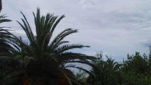 A palm tree and dense foliage in a garden setting.