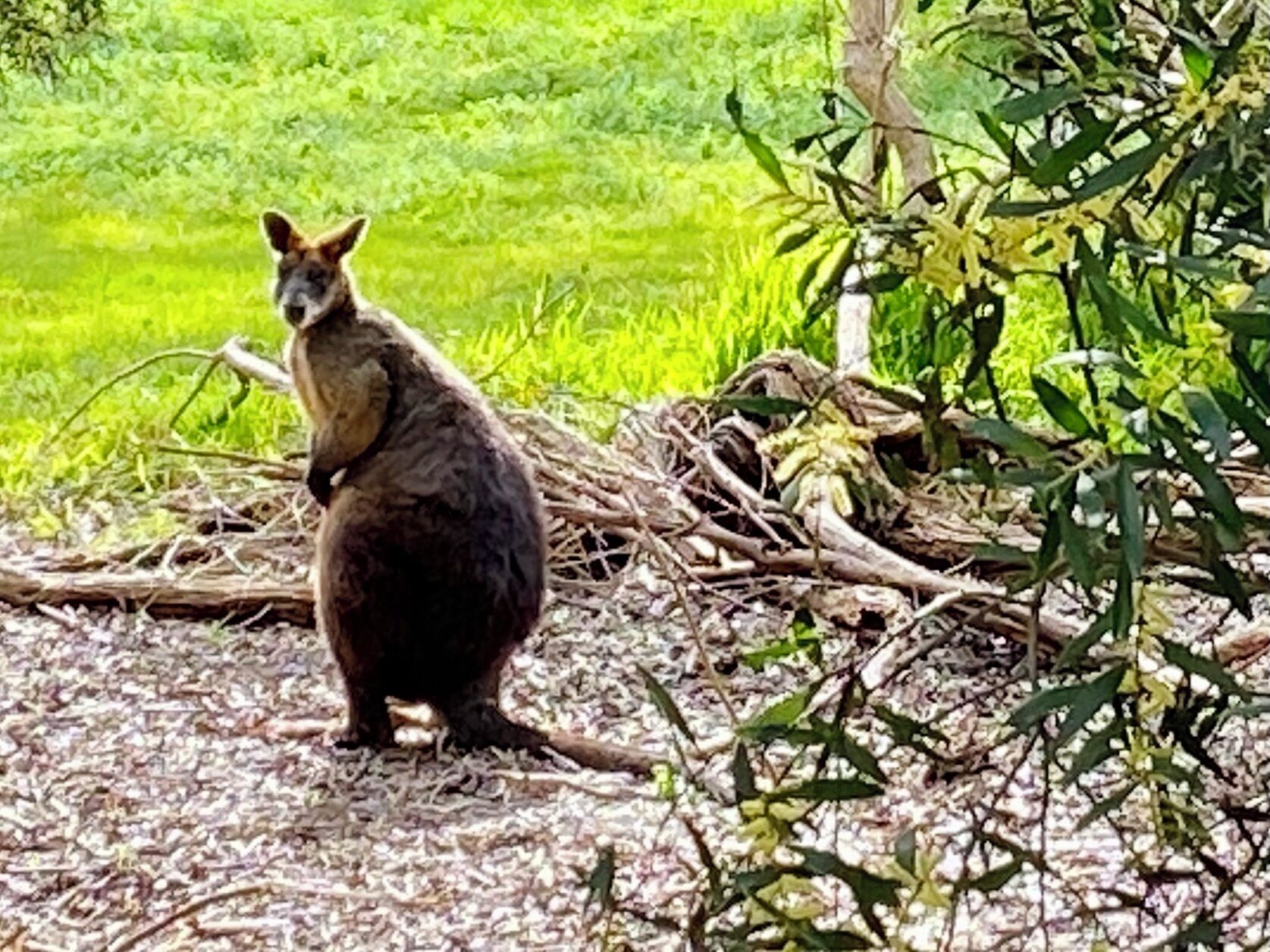 A kangaroo standing on a ground covered with dry leaves and twigs, with green grass and a tree in the background.
