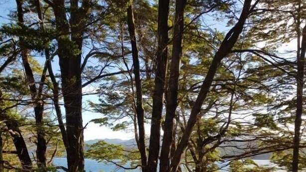 A wooden deck with a railing overlooking a body of water and trees. - Complejo Moquehue (Villa Pehuenia)