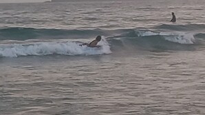 Uma praia com ondas e uma ilha ao longe.
