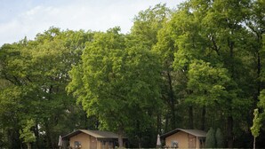 Twee huisjes in een bebost gebied met een grasveld ervoor.