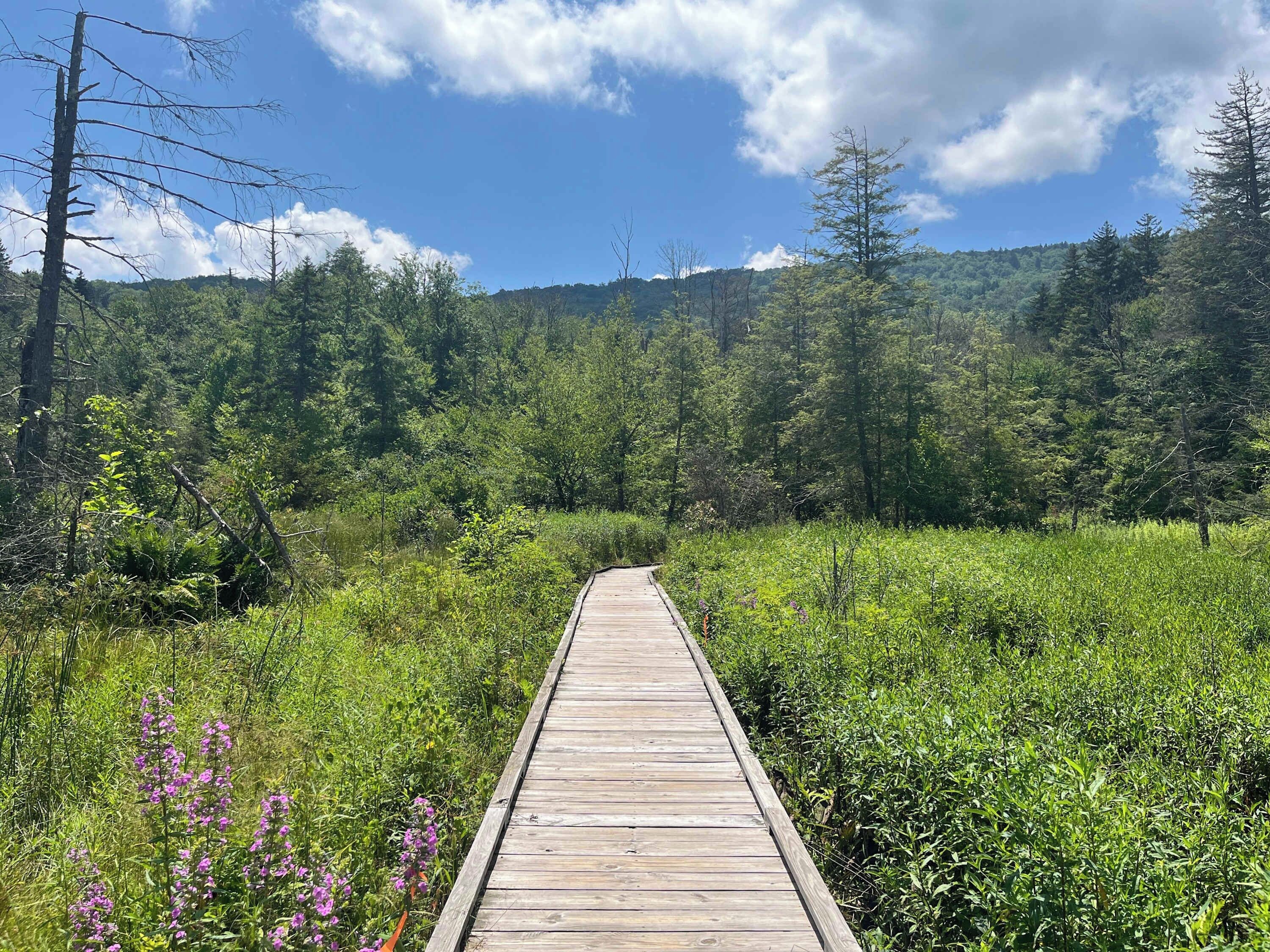 Une promenade en bois traverse une zone boisée, sous un ciel dégagé.