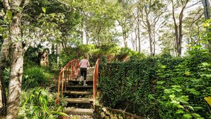 A wooden staircase surrounded by dense greenery and trees. - Petana Farm Stay - Pet-friendly Country Retreat (Morton)