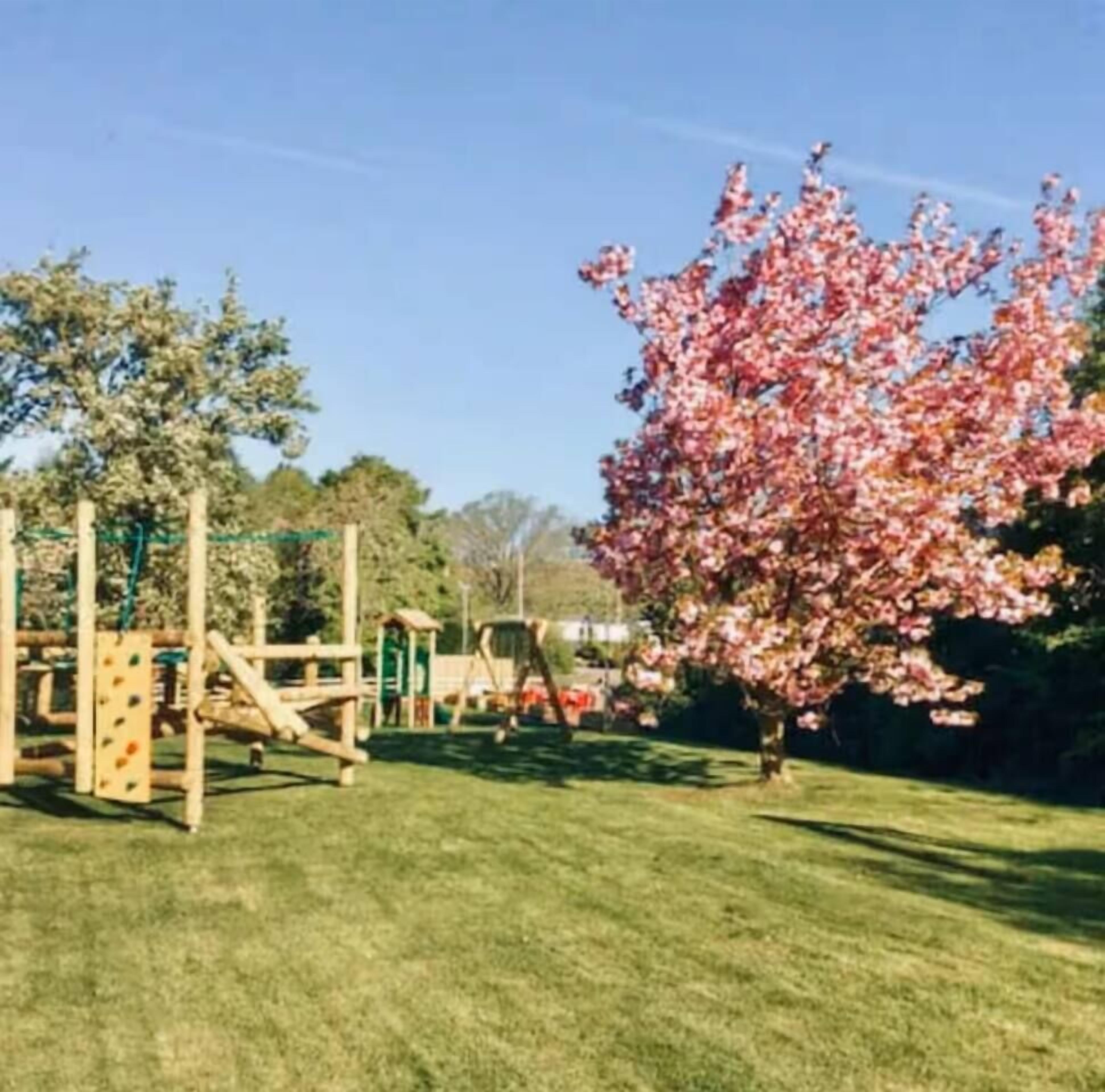 A playground with climbing structures and a cherry blossom tree.