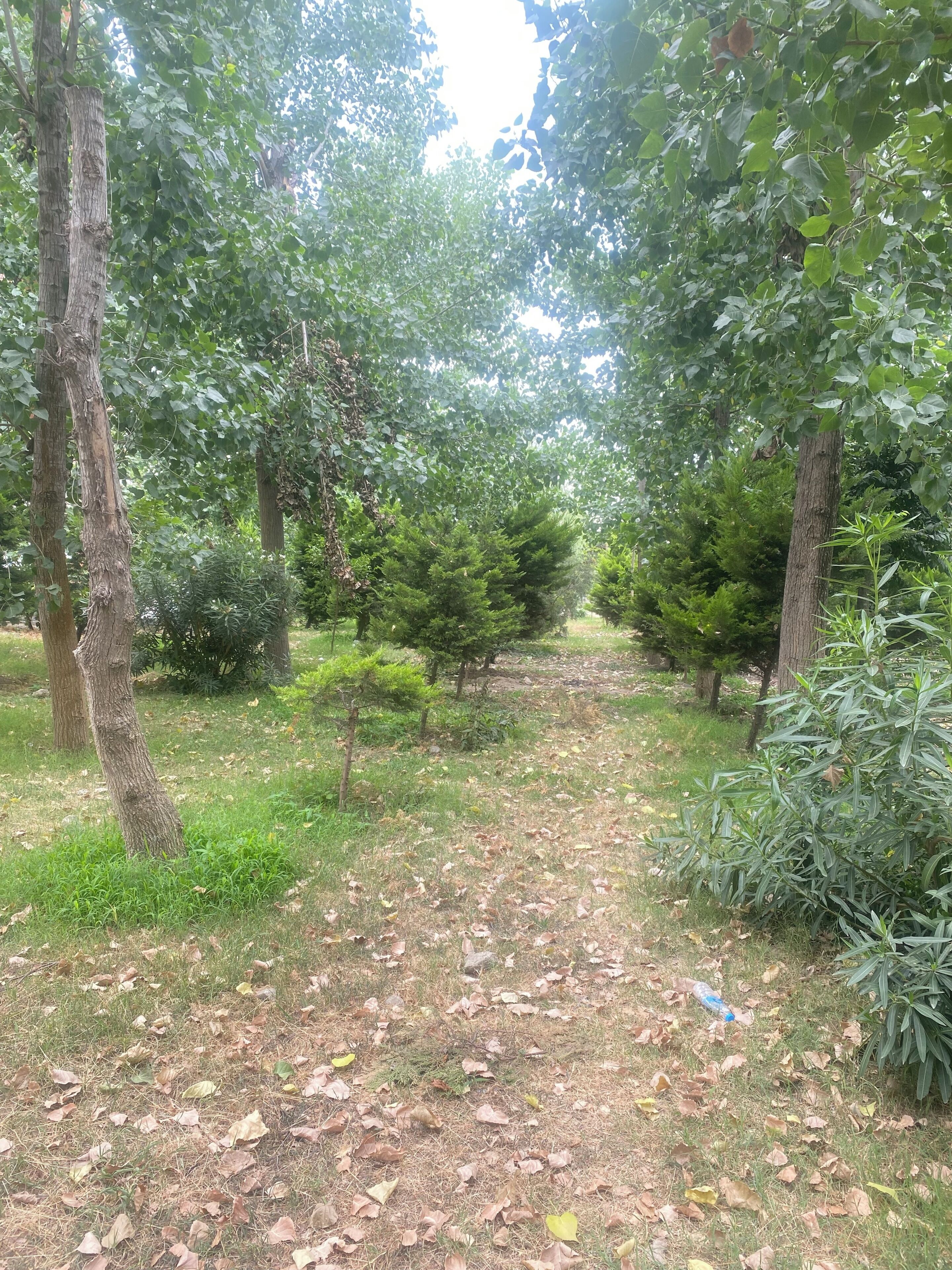 Zona boscosa con un sendero de tierra, árboles y algo de vegetación.