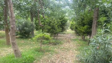 Zona boscosa con un sendero de tierra, árboles y algo de vegetación.