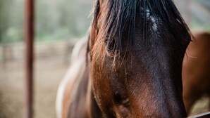A close-up of a horse's head.