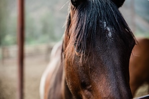 A close-up of a horse's head.