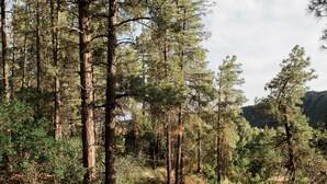 A forested area with tall trees and a clear sky.