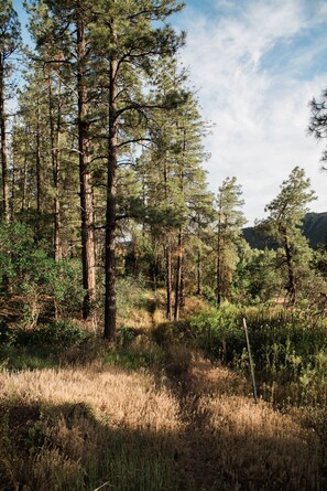 A forested area with tall trees and a clear sky.