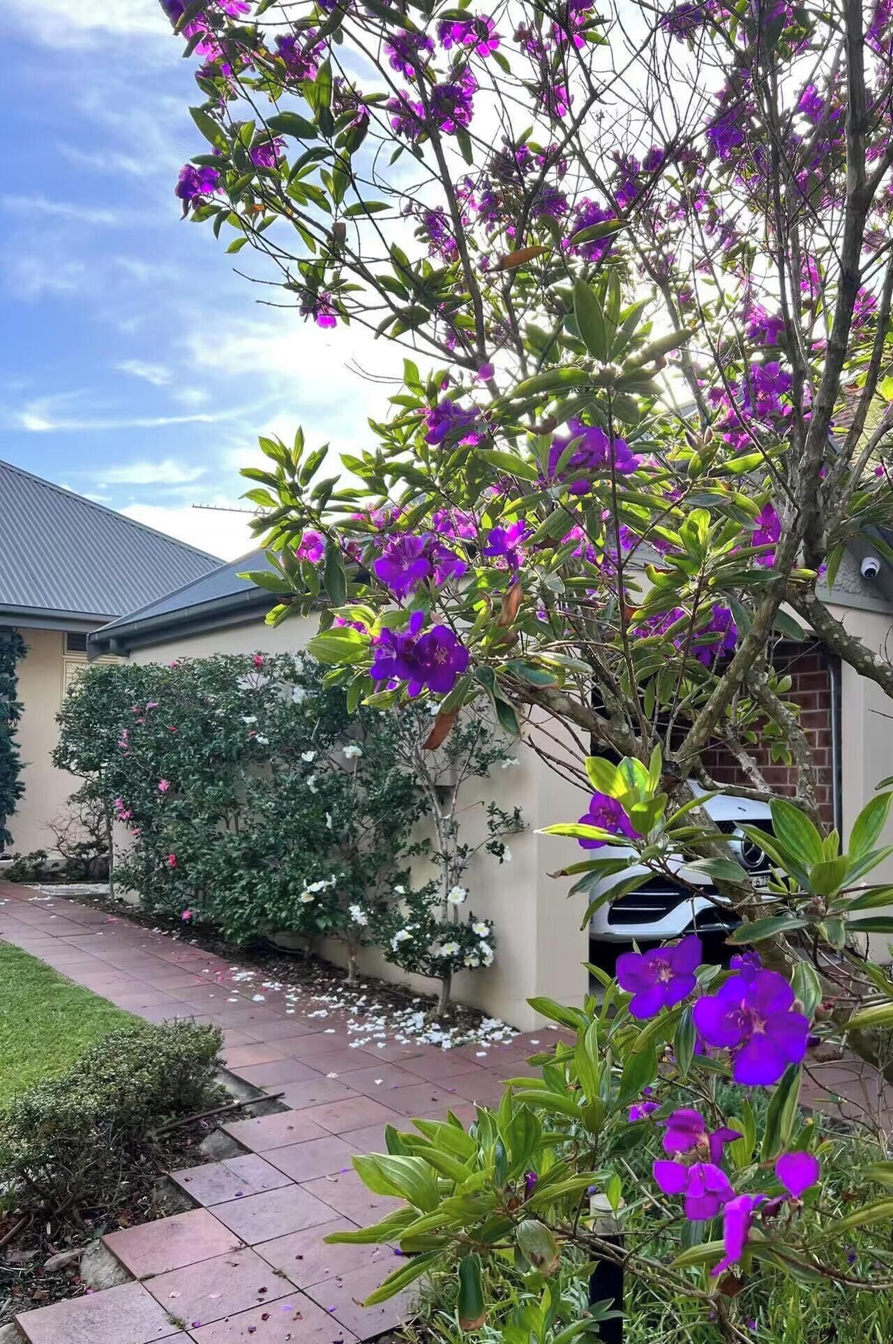 A garden with purple flowers, a paved walkway, and a building with a sloped roof.