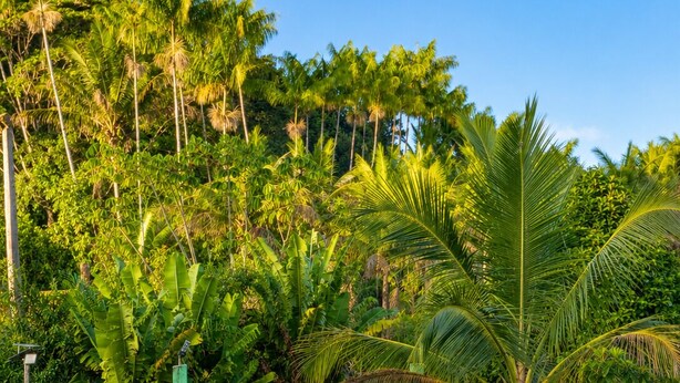 Un sendero de tierra que conduce a una zona vallada, con abundante vegetación y palmeras.