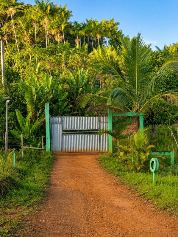 Un sendero de tierra que conduce a una zona vallada, con abundante vegetación y palmeras.