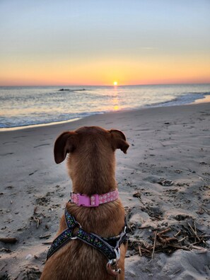 Ein Hund am Strand, im Hintergrund ein Sonnenuntergang.