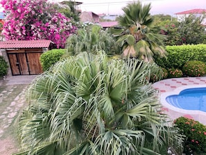 A pool surrounded by lush greenery and flowering plants.