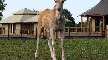 Miscellaneous