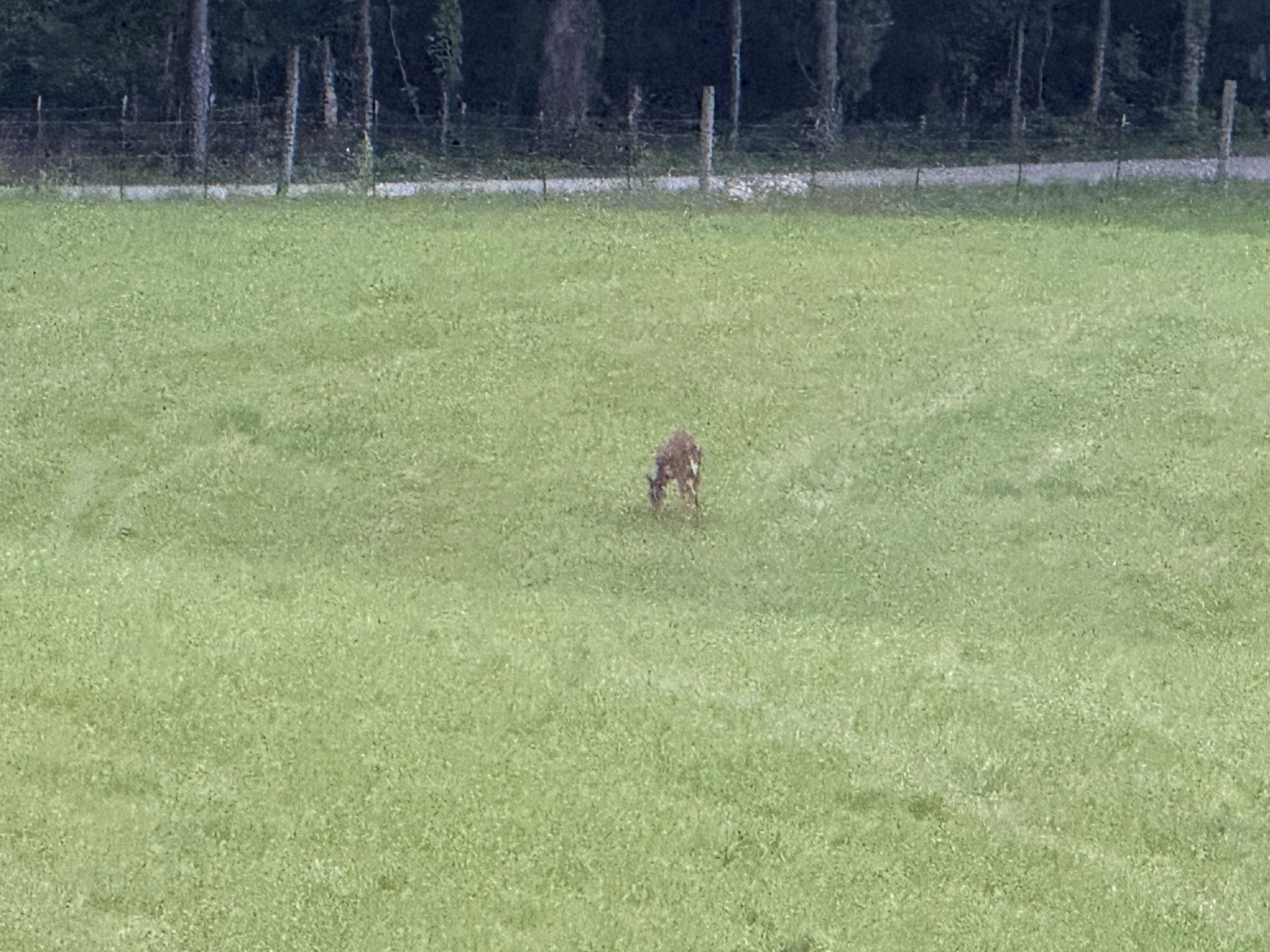 Een grasveld met een hek op de achtergrond.