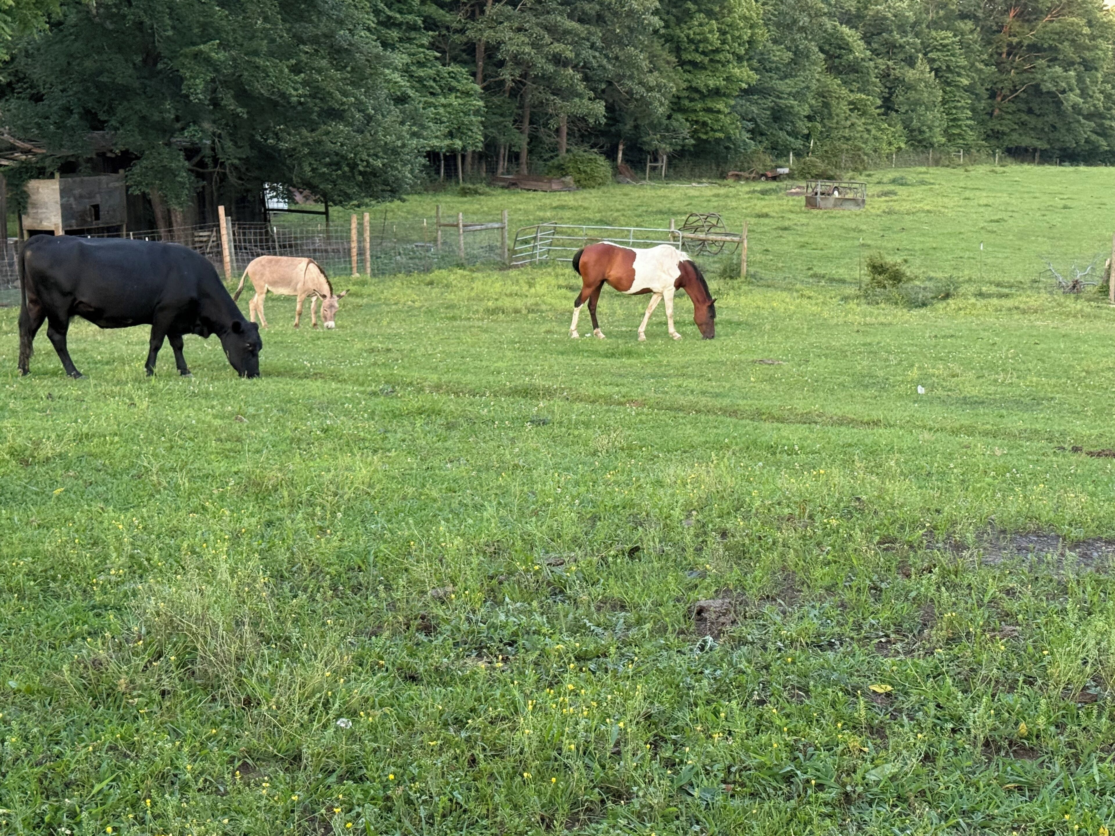 Un champ verdoyant où l’on voit une vache noire, un cheval de couleur brun clair et un cheval brun et blanc qui paissent.