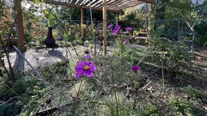 Un jardí amb una estructura de pèrgola, plantes variades i flors.