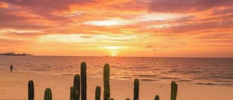 A desert landscape with cacti and a sunset over the ocean.