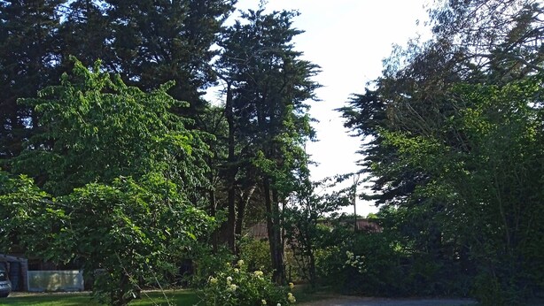 A gravel path leading through a garden with potted plants and trees. - A SWEET REST (Chauvé)